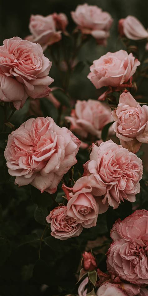 image rose aesthetic